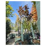 2 -- Crimson King Maple