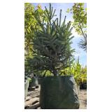 1 -- Sterling Blue Spruce