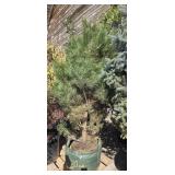 1 -- Austrian Pine