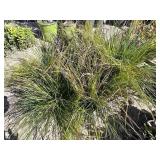 8 -- Decorative Grass