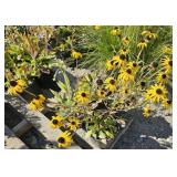 4 -- American Gold Rush Black Eyed Susan