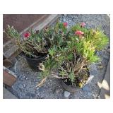 4 -- Oscar Salmon Dianthus