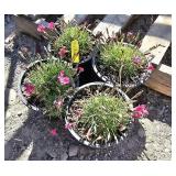 4 -- Vivid Bright Light Dianthus