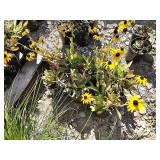 6 -- American Gold Rush Black Eyed Susan