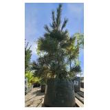 1 -- Limber Pine