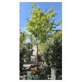 1 -- Paperbark Maple
