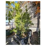 2 -- Golden Rider Leyland Cypress