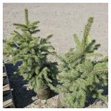 2 -- Colorado Spruce