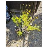 4 -- Mystery Plants