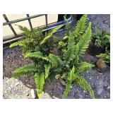 4 -- Tassel Fern