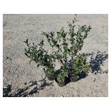 4 -- Northern Highbush Blueberry