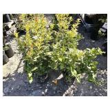 4 -- Gulftide Osmanthus