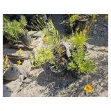 4 -- Mystery Plants