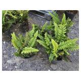 4 -- Tassel Fern