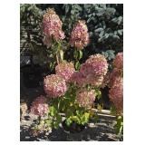 1 -- Phantom Hydrangea