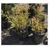 4 -- Lowbush Blueberry