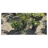 3 -- Purple Leaf Wintercreeper