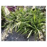 6 -- Liriope Big Blue Perennial