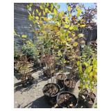 2 -- Heritage Birch