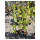 4 -- American Witch Hazel