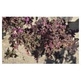 2 -- Purple Henchera