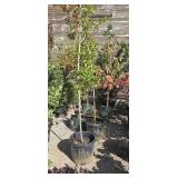 1 -- UNKNOWN Variety Tree