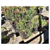 4 -- Oscar Salmon Dianthus