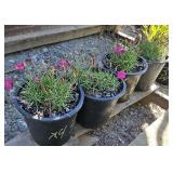 4 -- Vivid Bright Light Dianthus