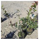 3 -- Northern Highbush Blueberry