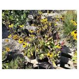 6 -- American Gold Rush Black Eyed Susan