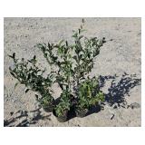4 -- Northern Highbush Blueberry