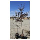 2 -- Bloodgood Maple