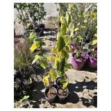 4 -- American Witch Hazel