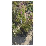 5 -- Anemone Robustima