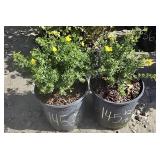 2 -- Goldfinger Potentilla