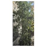 2 -- Mystery Tree