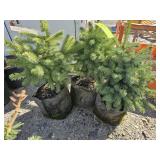 3 -- Colorado Spruce