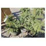 3 -- Colorado Spruce