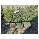 3 -- Colorado Spruce