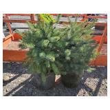 2 -- Colorado Spruce