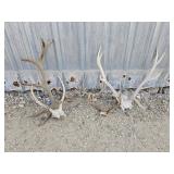 Variety of Elk and Deer Sheds