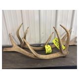 Set of Elk Antlers
