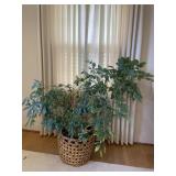Large Live Potted Plant with Wicker Basket Planter