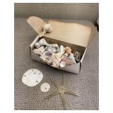 Box of Natural Sea Shells Starfish Sand Dollar