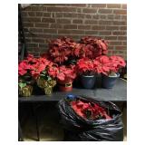 Artificial Christmas Poinsettia Flowers Large Lot