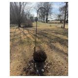 Shepard Hook and Planter