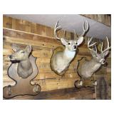 3 Deer Mounts