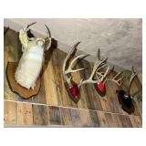 Deer Mount and Antlers