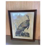 Wild Turkey Framed Print