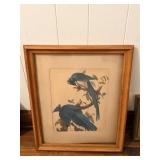 Framed Artwork - 'Columbia Jay' by John James